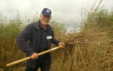 RSPB worker with reeds