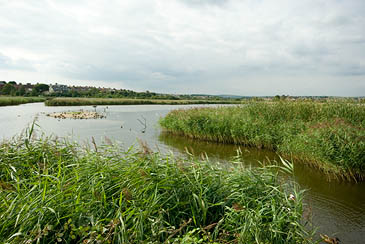 Radipole Lake picture