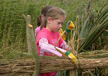 Artwarblers tying up reed bundles